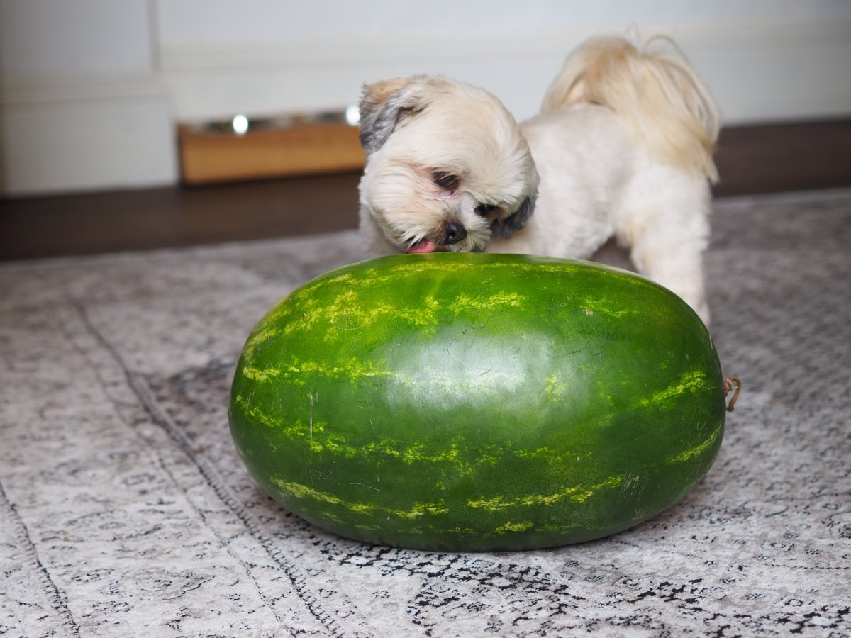 can-dogs-eat-melon