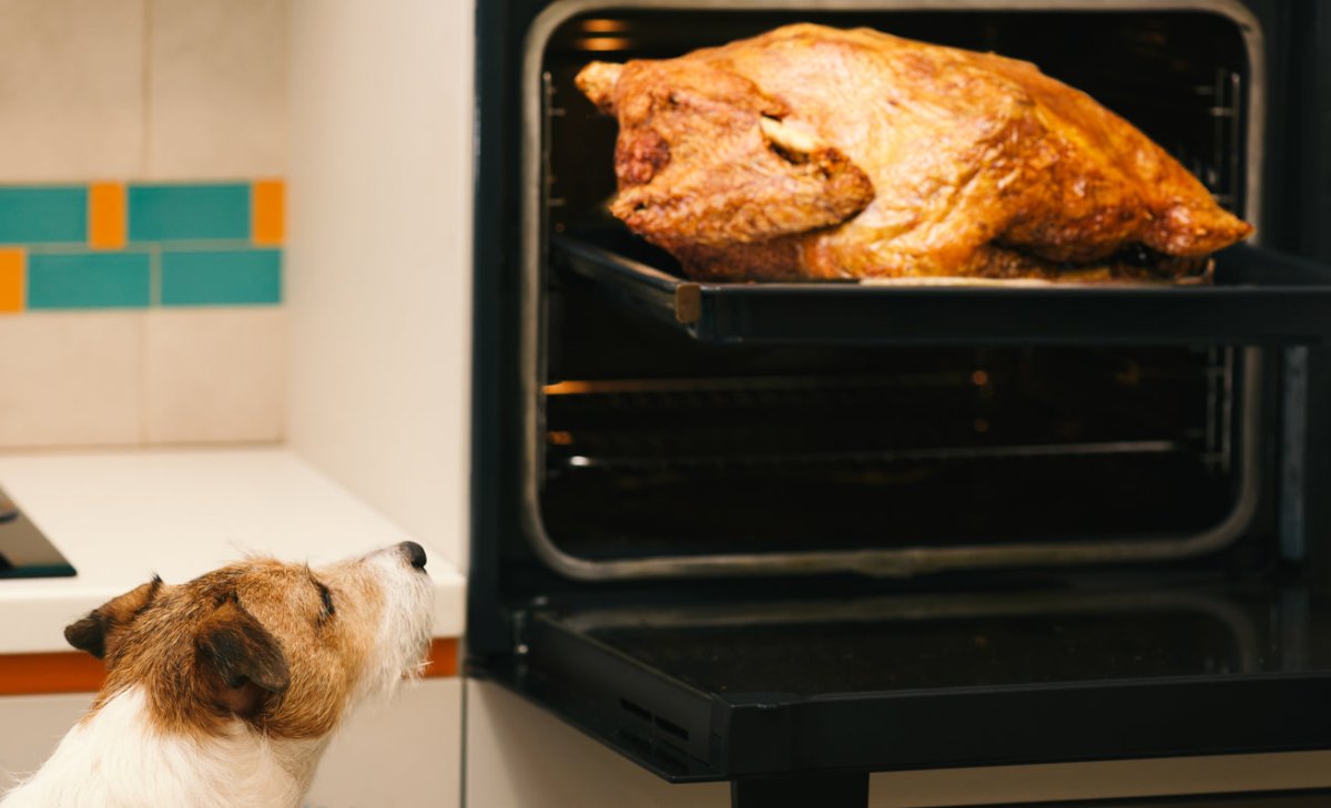 can dogs eat turkey