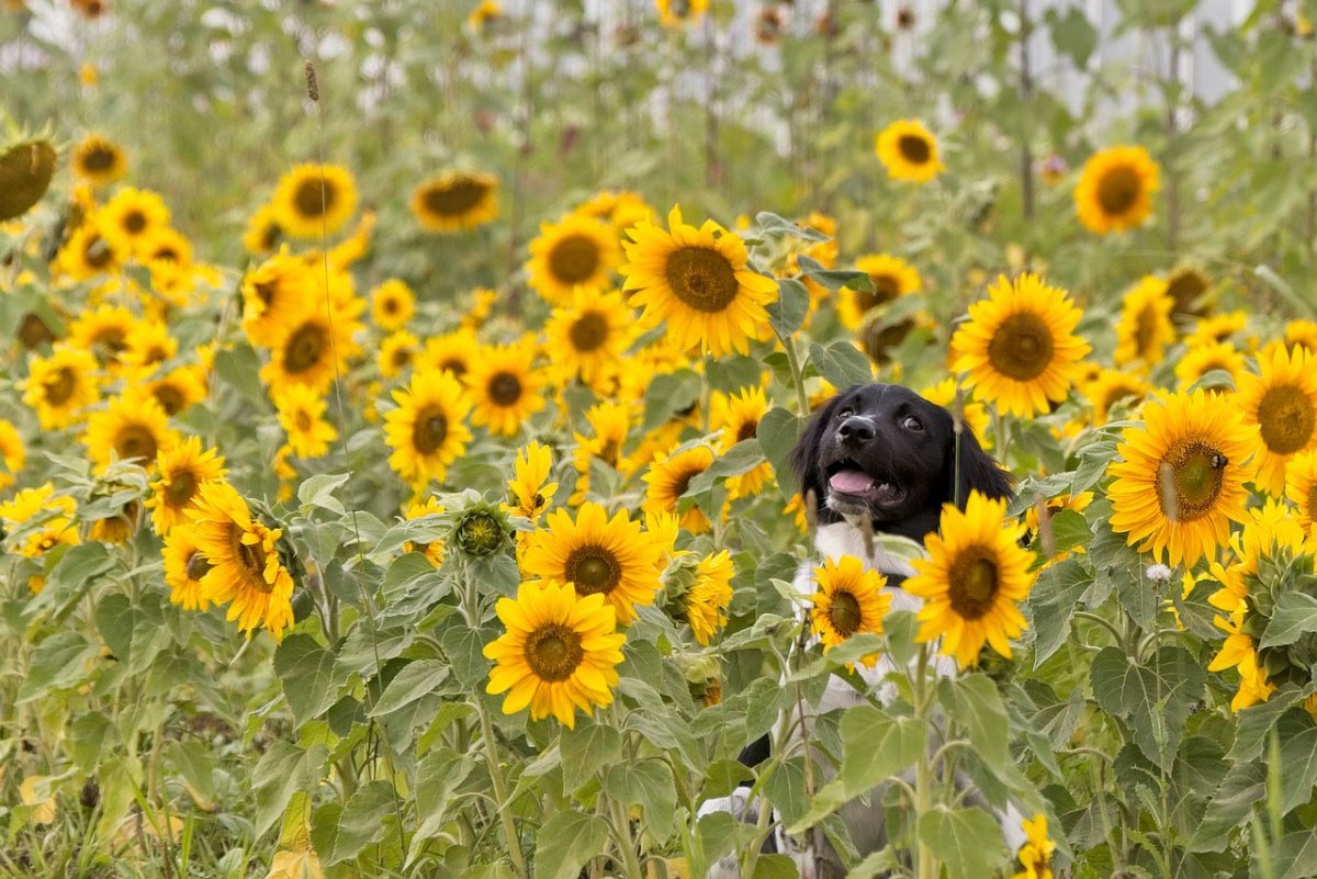 can dogs have sunflower oil