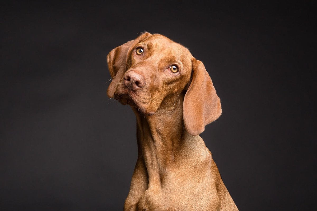Can Dogs have sweetcorn 