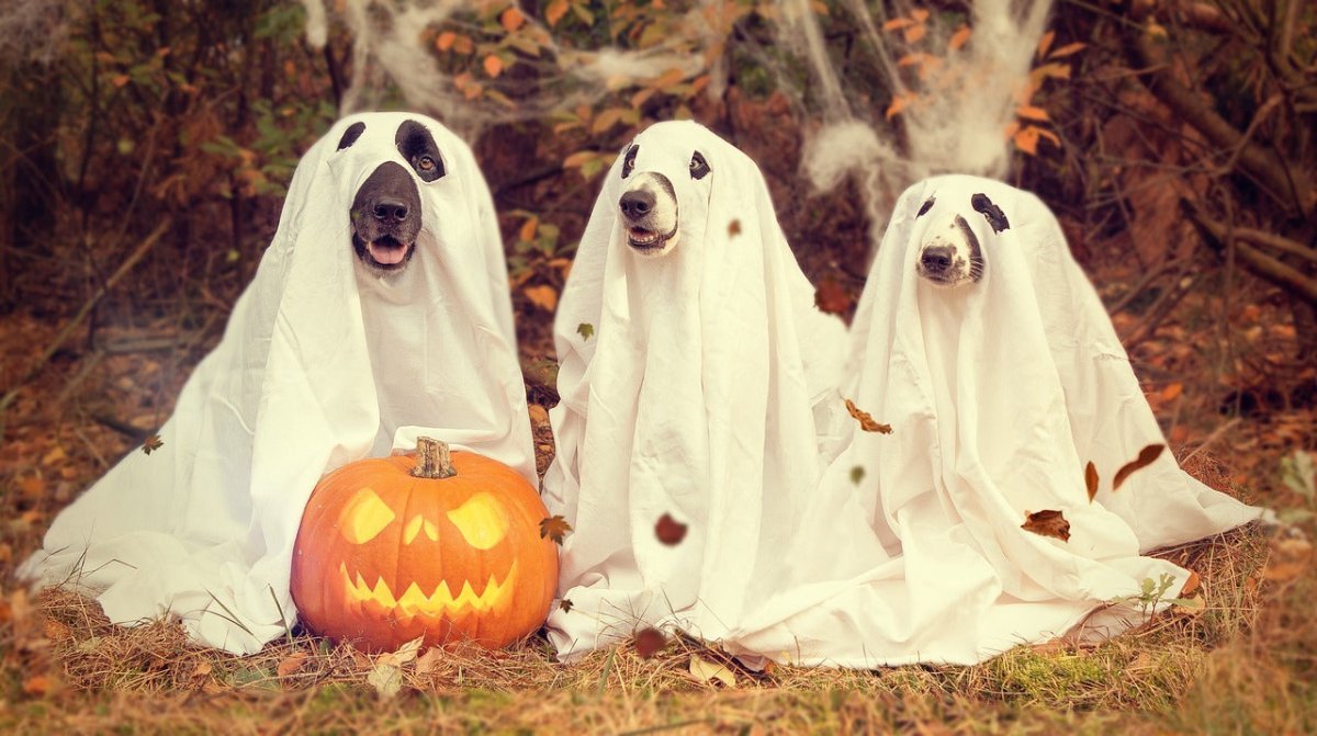 Can dogs see ghosts