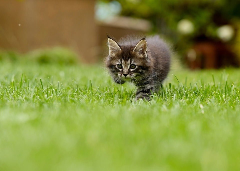 Can kittens eat adult food 