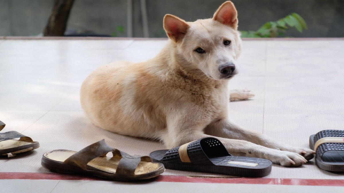 canaan dog