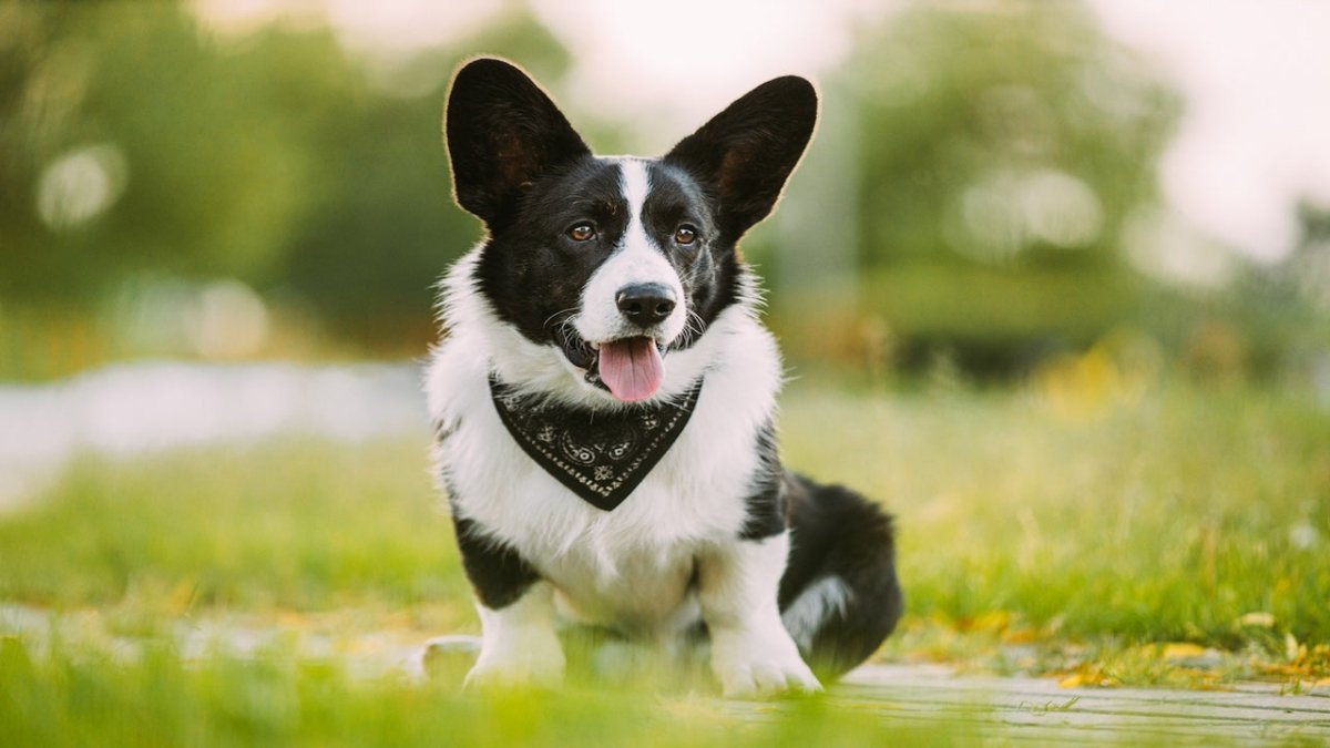 cardigan welsh corgi