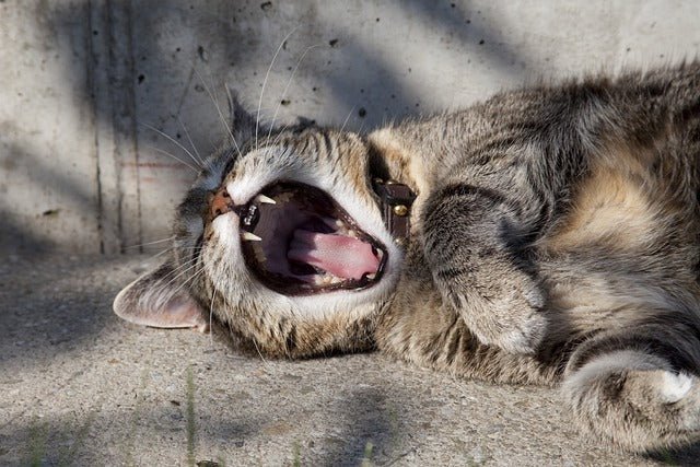 Cat Dental care 