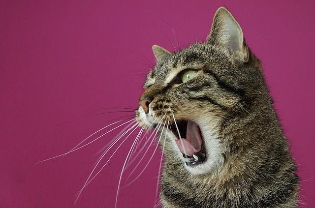 Cat Losing teeth? Here is why 