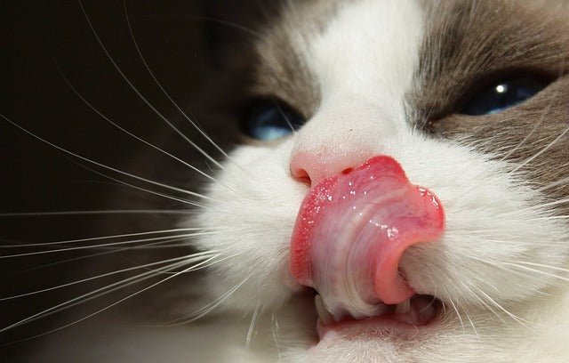 Cats Tongues Explained 