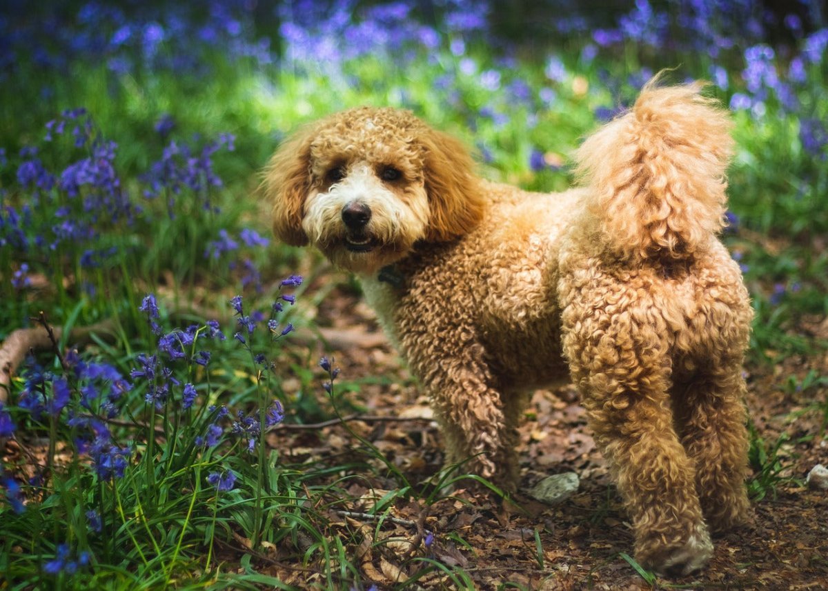 Cavapoo Chronicles: Traits & Info