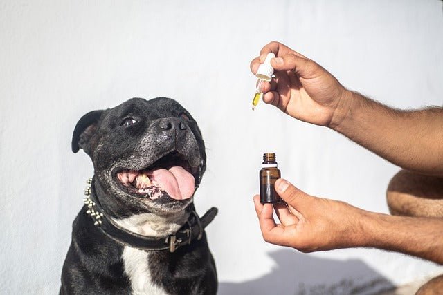 CBD Oil for Dogs : Is it really okay?