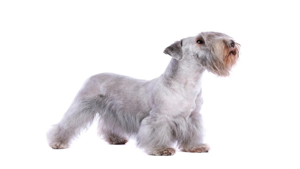 cesky terrier