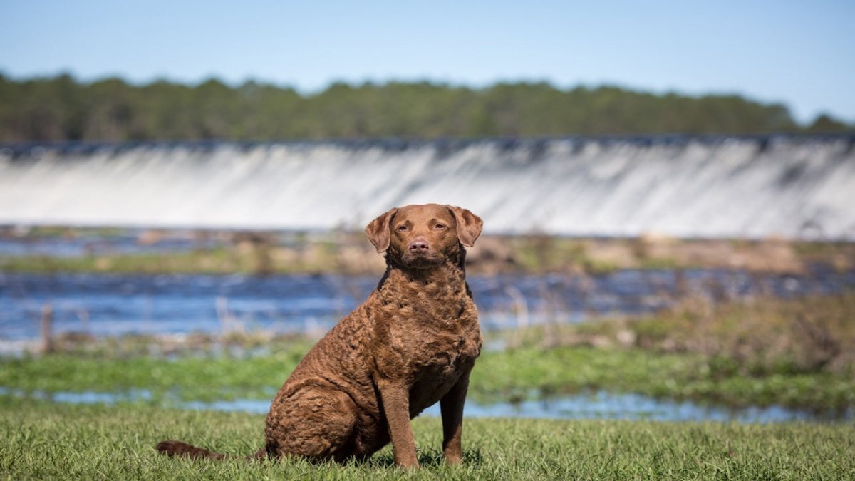 chesapeake bay retriever 