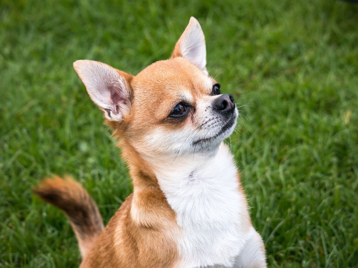 Chihuahua 