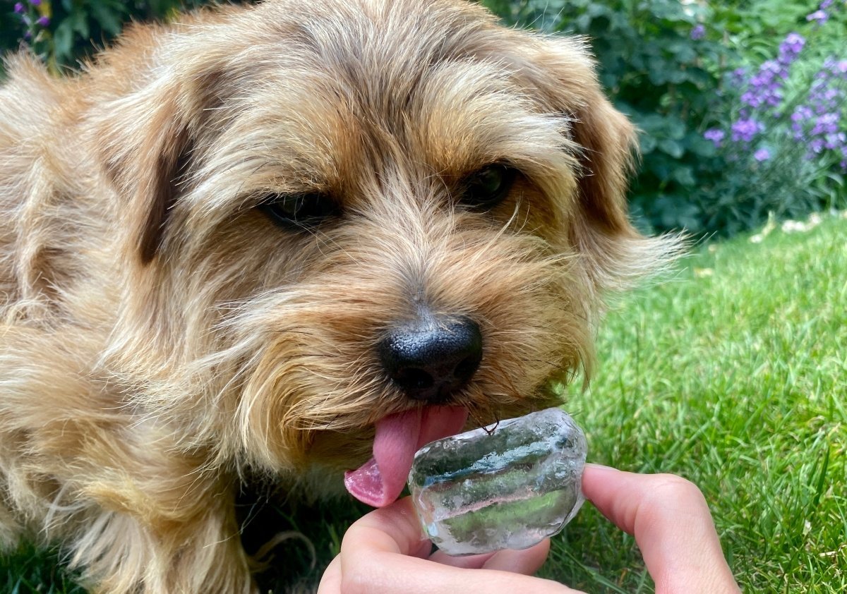 Can dogs have ice cubes