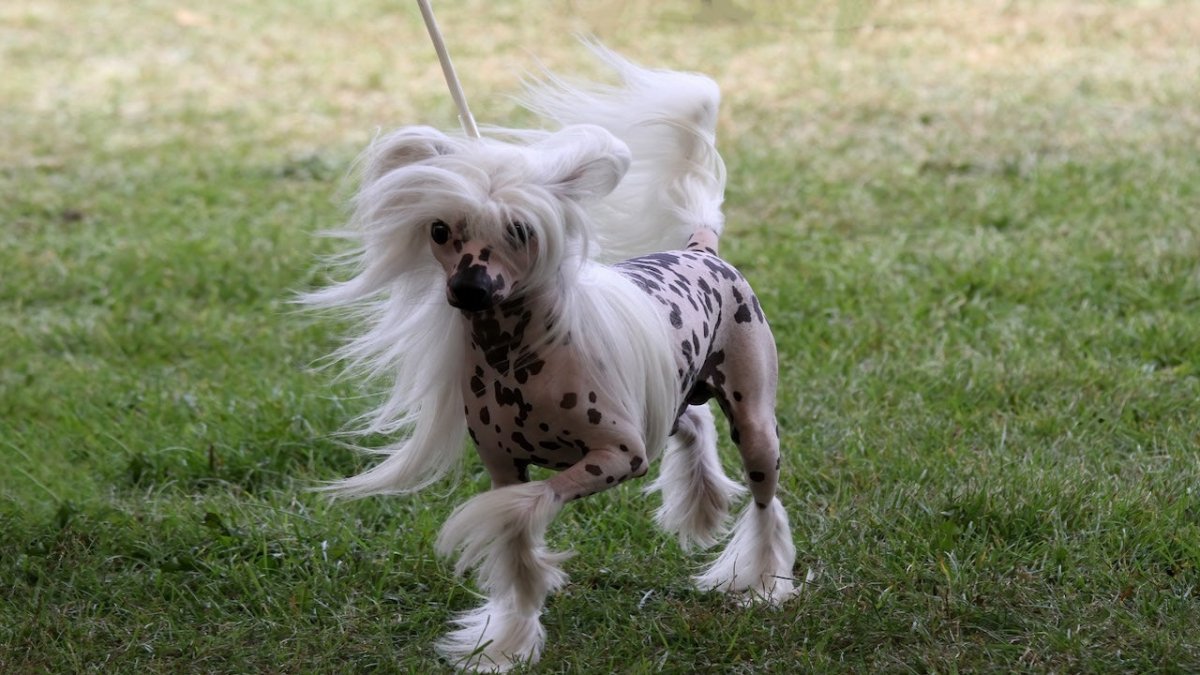 chinese crested breed