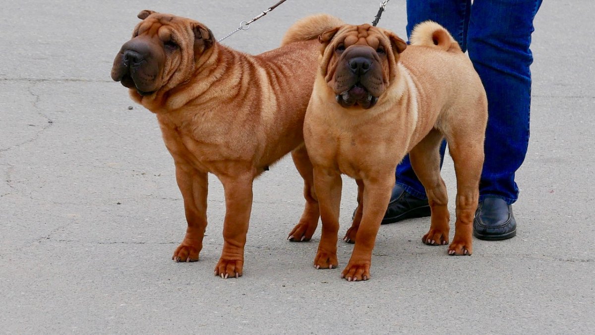chinese shar pei