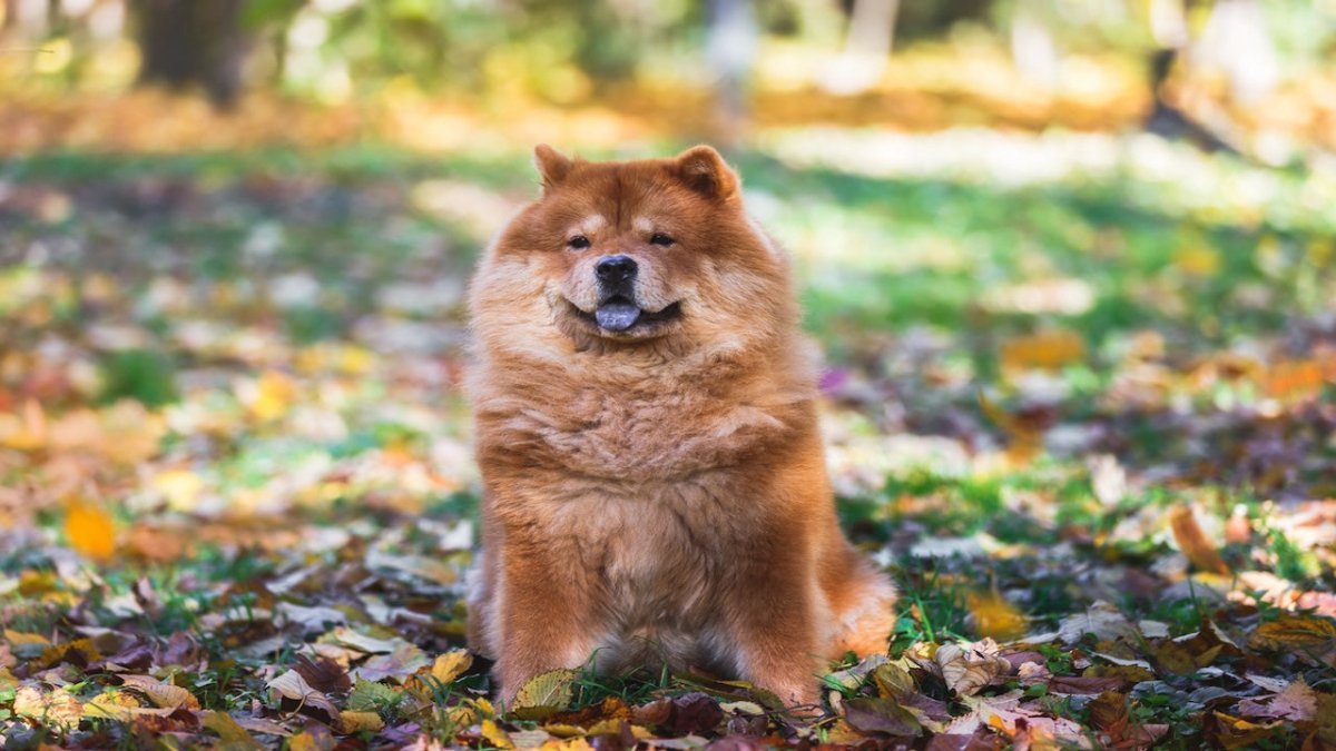 chow chow