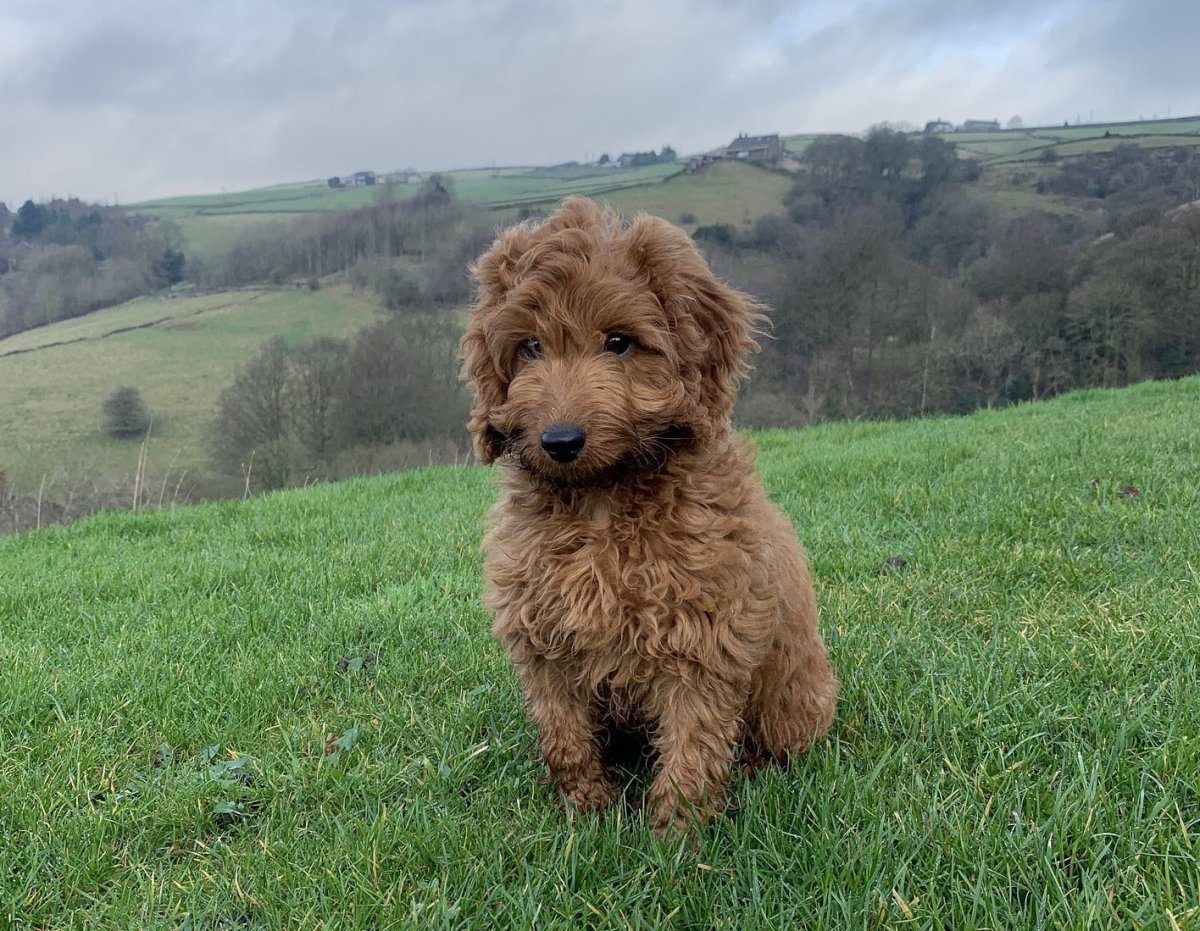Cockapoo breed guide