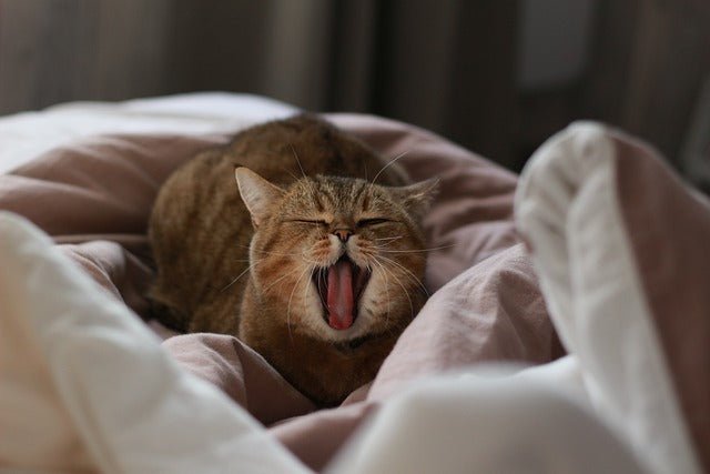 Cost of Cat Dental Cleaning 