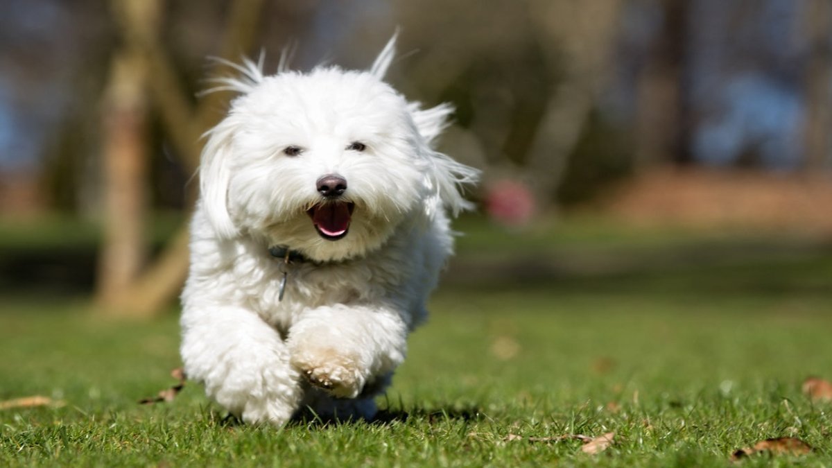 coton de tulear