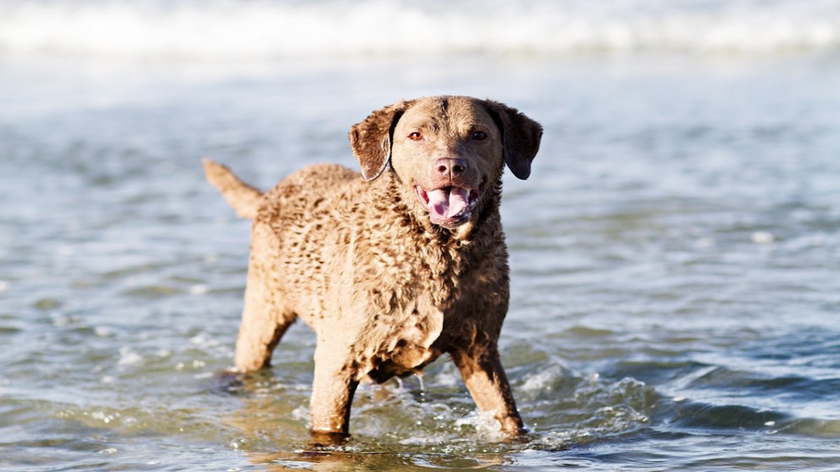 curly coated retriever 