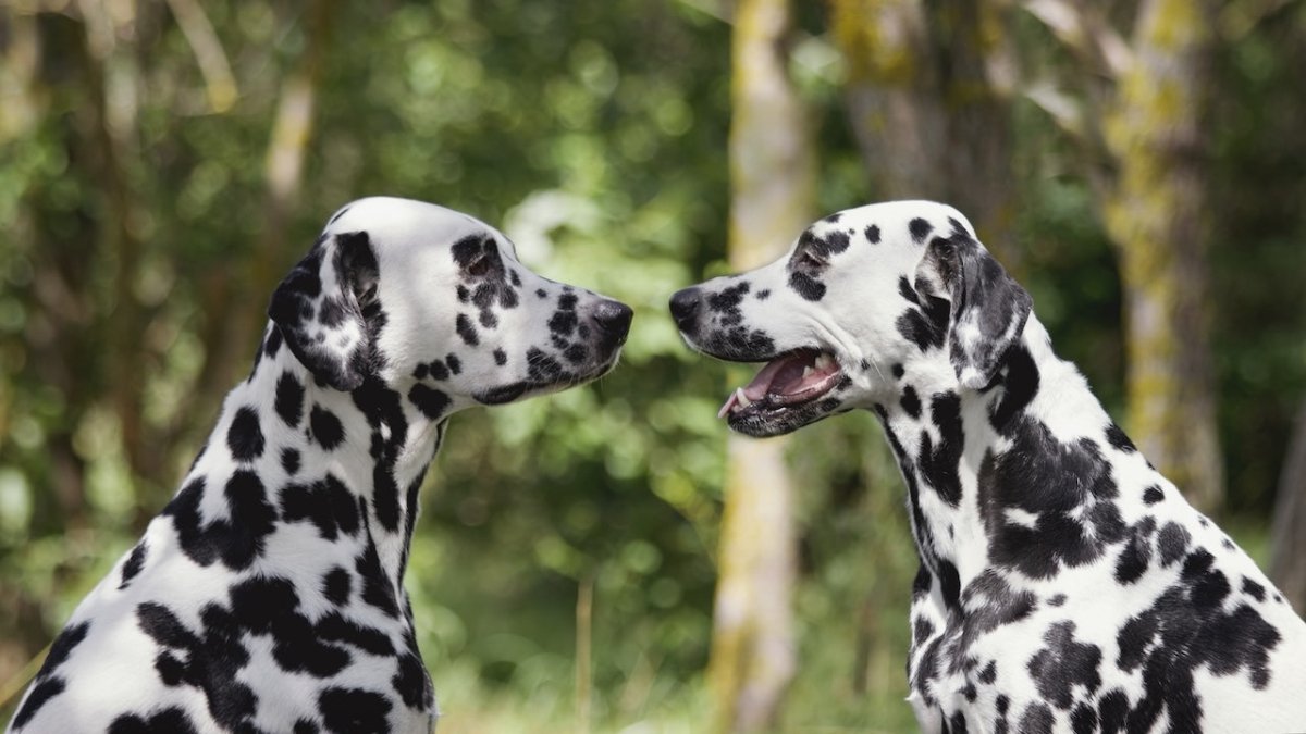 dalmation