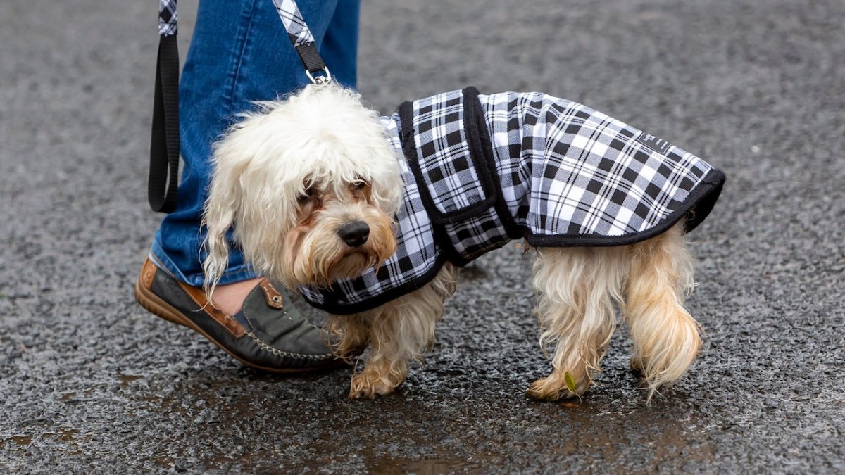 dandie dinmont terrier in raincoat