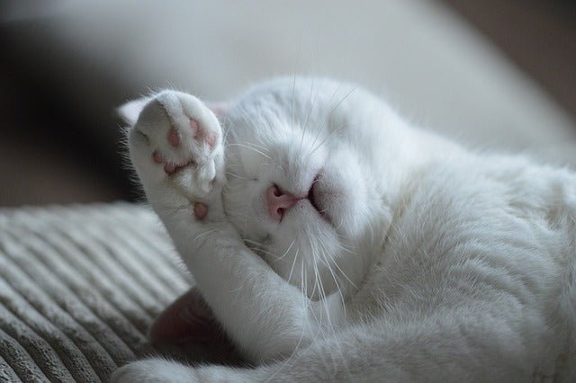 Dandruff in Cats 