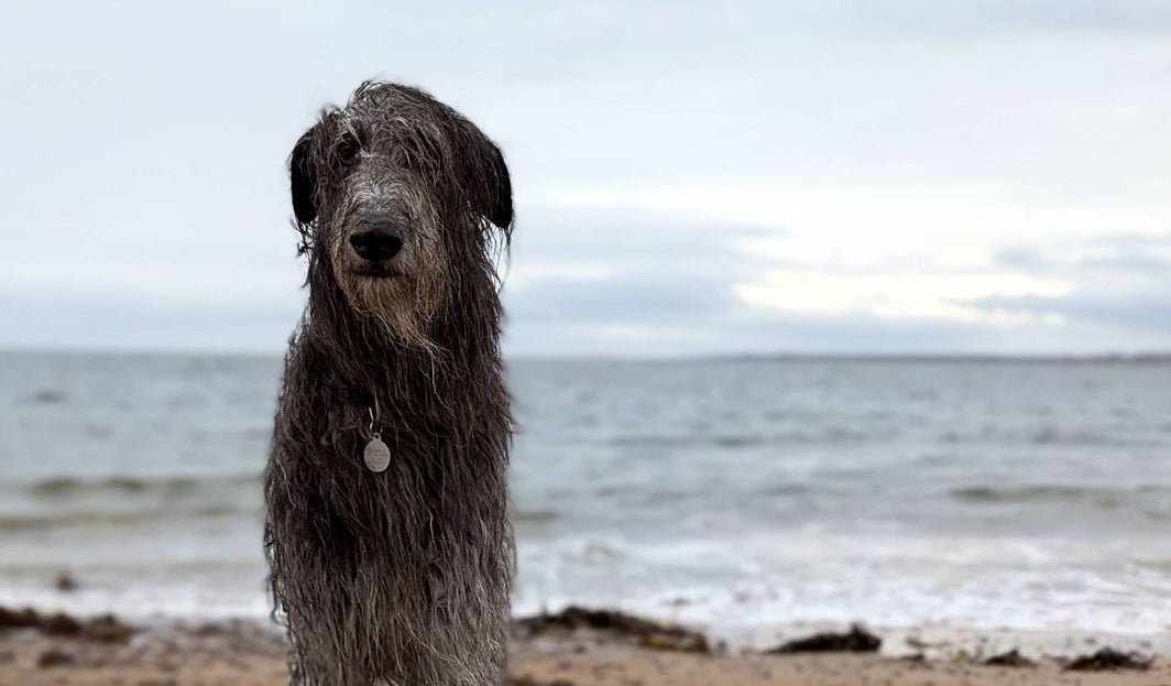 Deerhound
