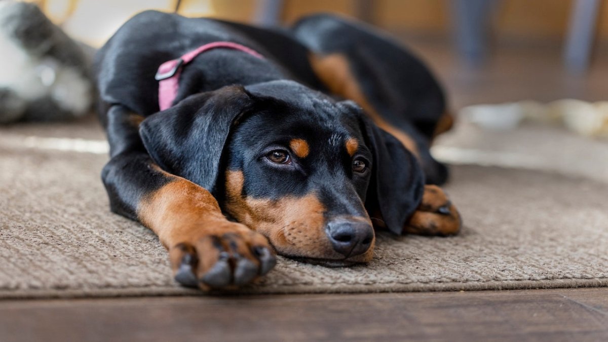 doberman 