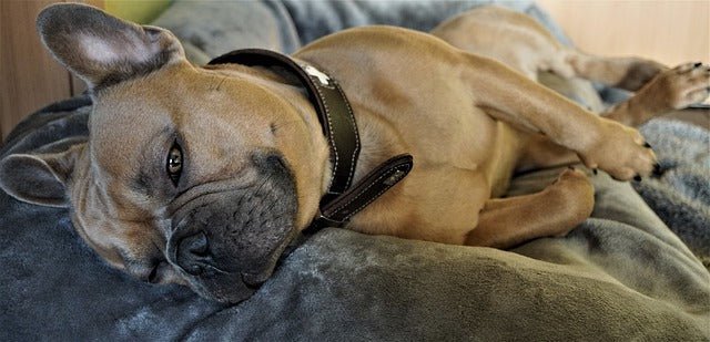 Dog Calming Collar: Do they really work?