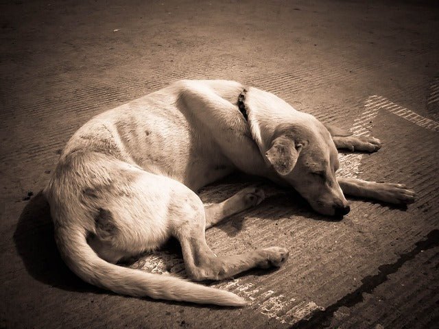 Dog Losing Weight? Here's 5 possible Reasons