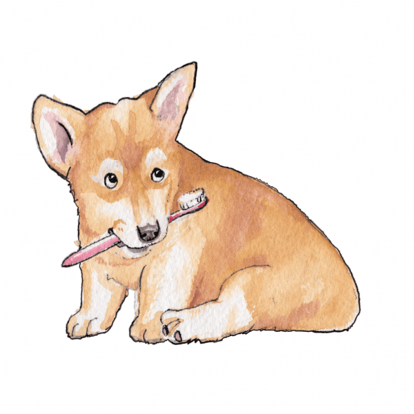 Dog teeth cleaning and why it matters