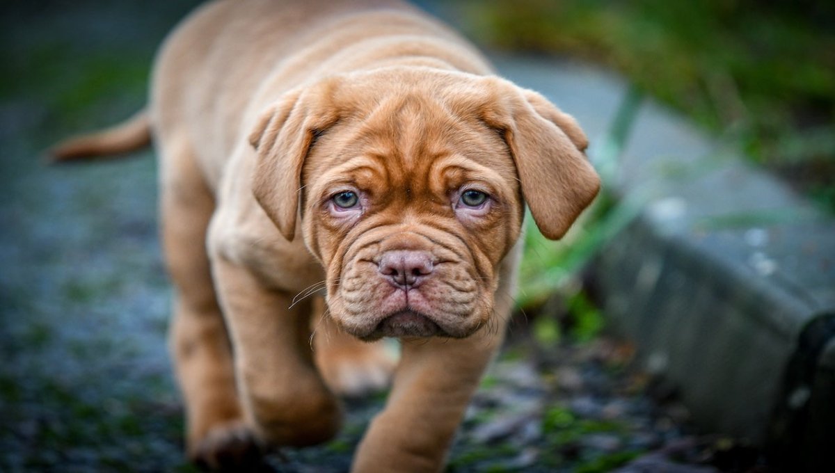 Dogue de Bordeaux puppy