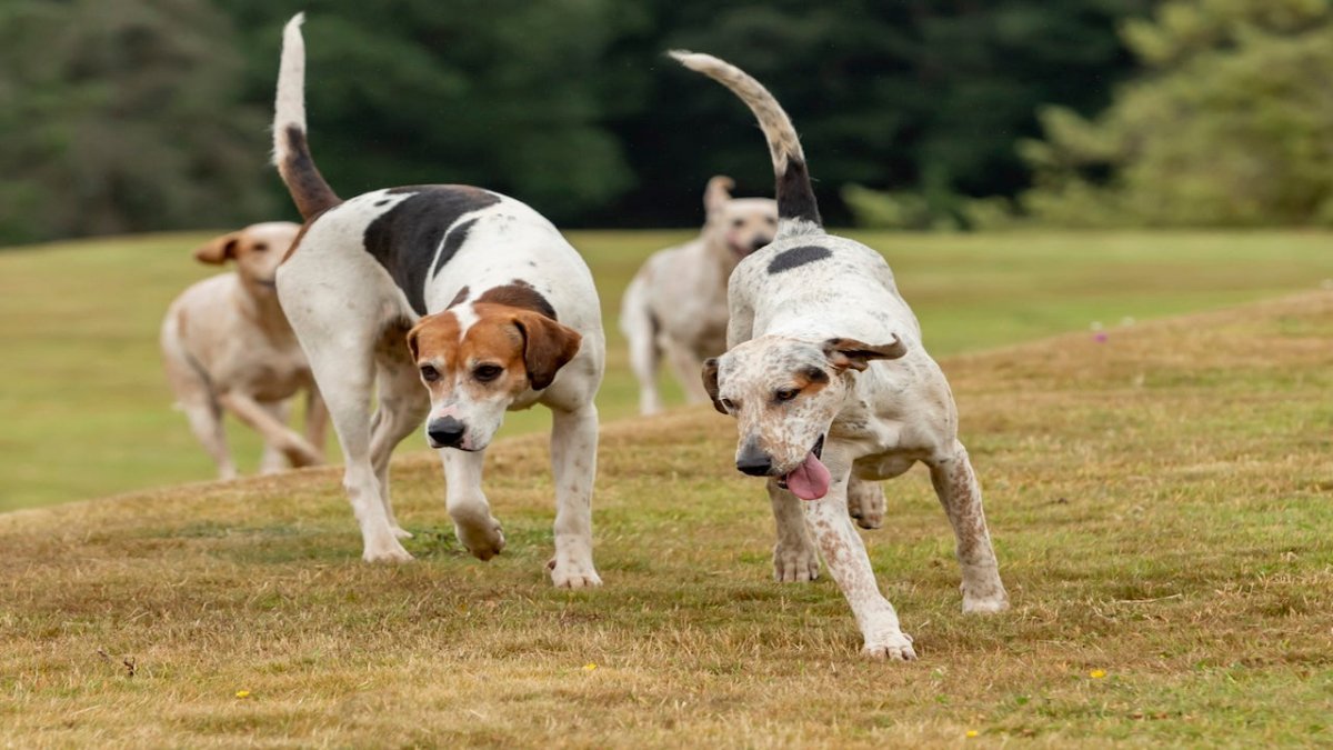 english foxhounds