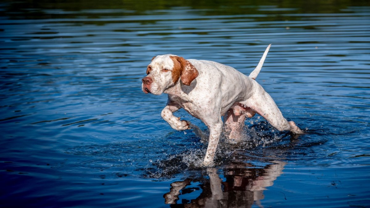ENGLISH POINTER DOG