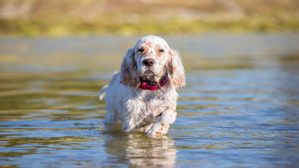 english setter