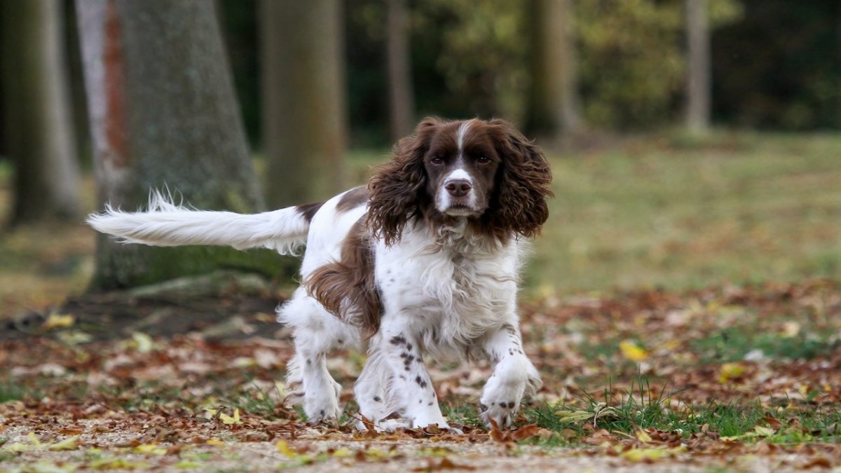 springer spaniel photo