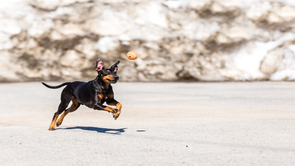 english toy terrier