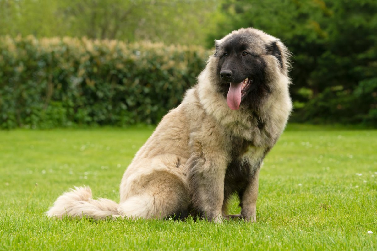 estrela mountain dog