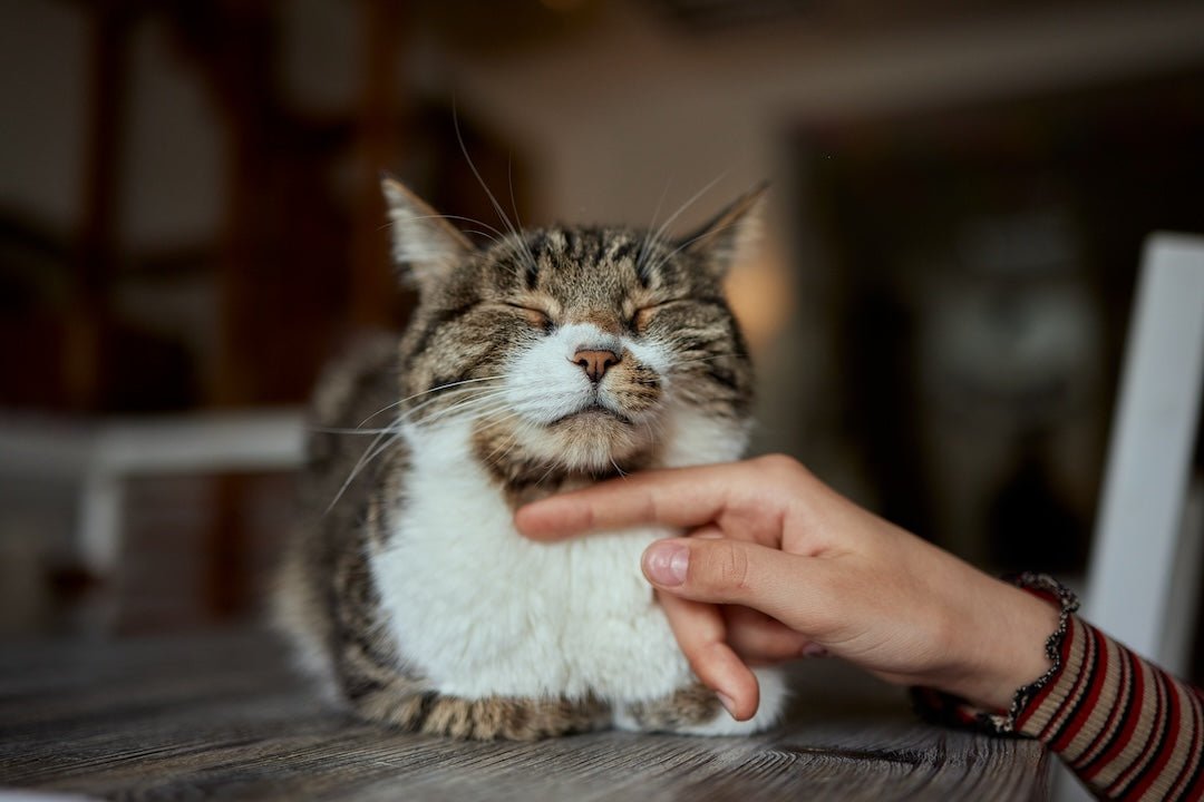 european shorthair