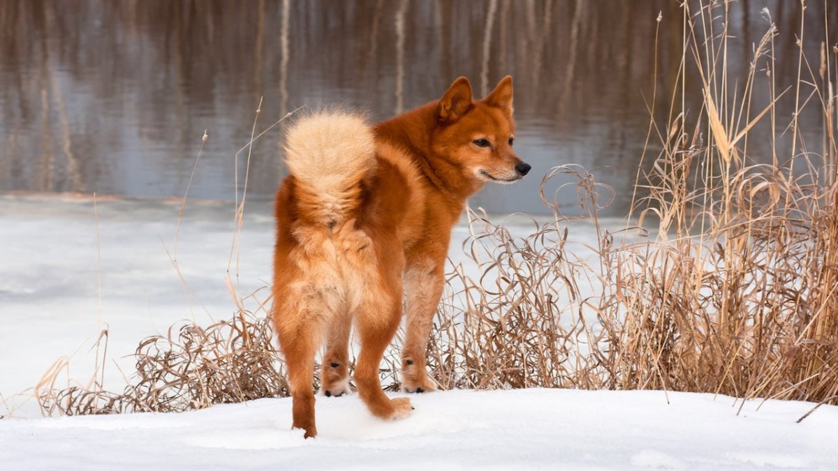 Finnish spitz dog
