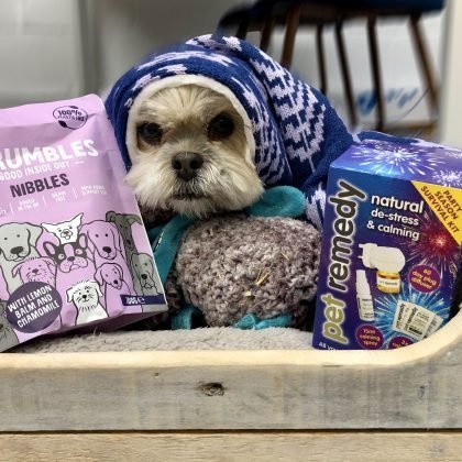 Fireworks and pets: 10 ways to help reduce their anxiety..