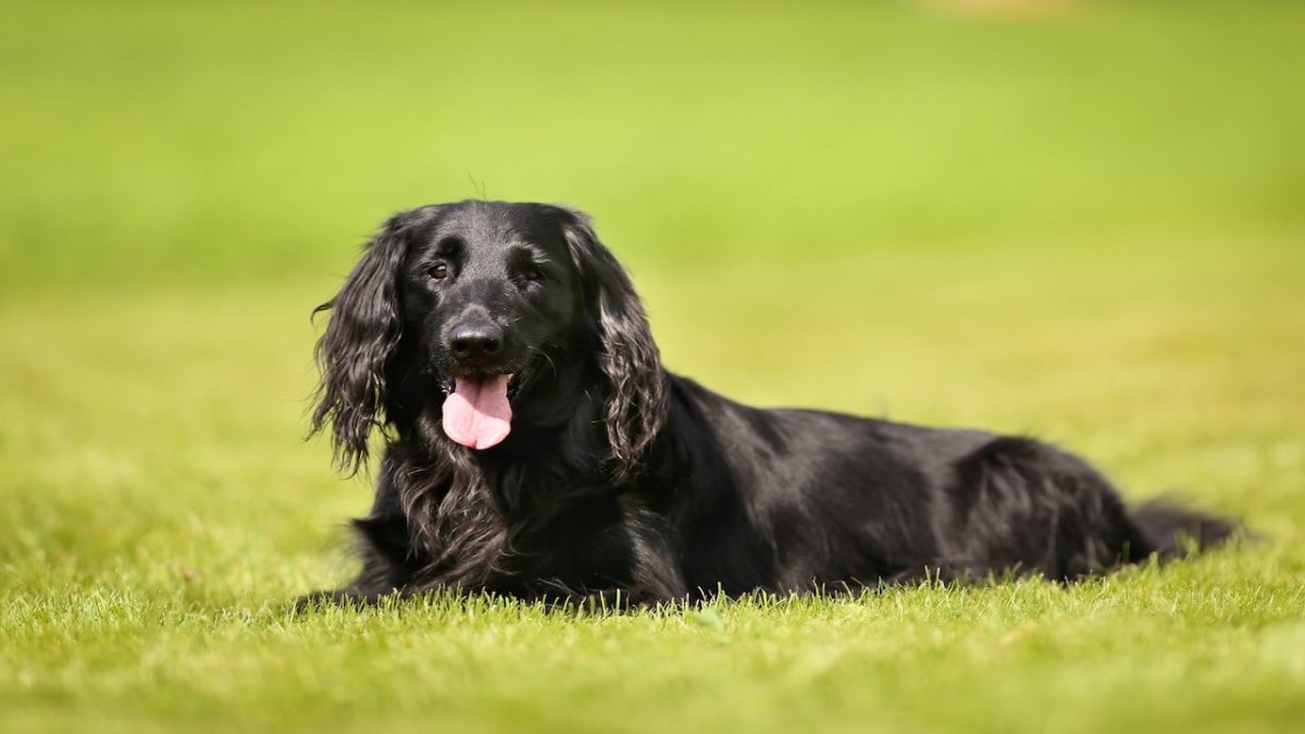 flat coated retriever