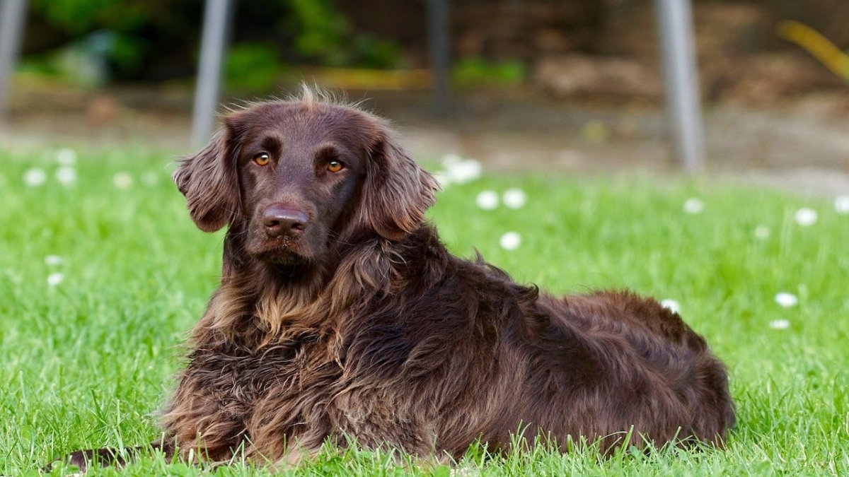 german longhaired pointer