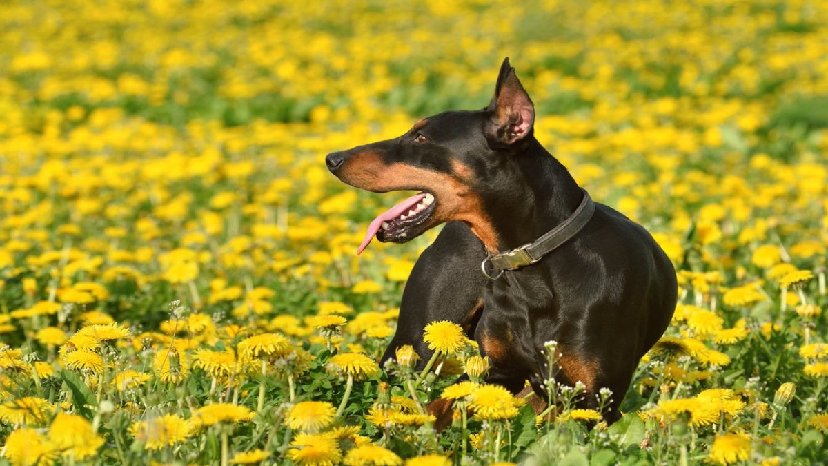 german pinscher