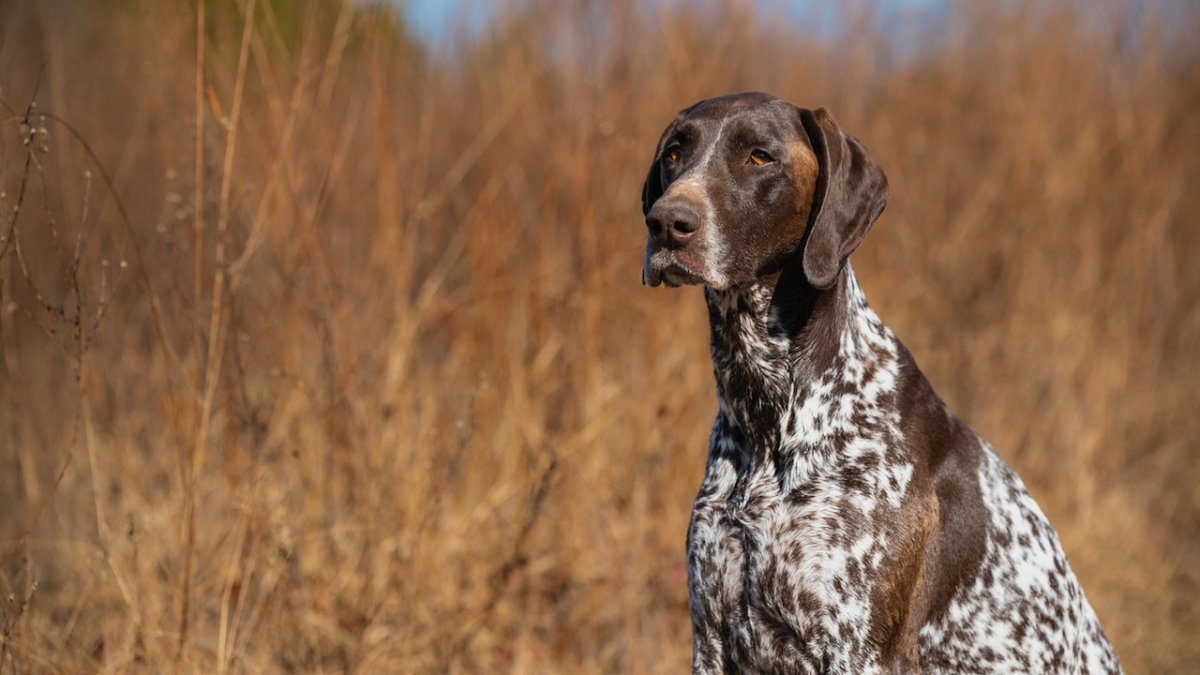 german shorthaired pointer