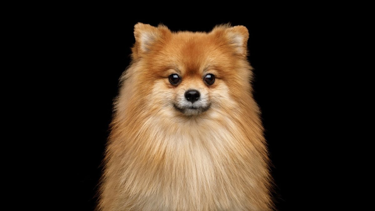 German spitz