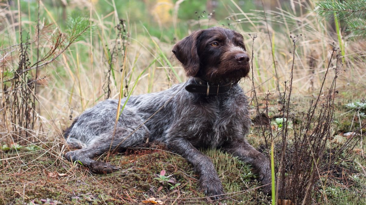 german wirehaired pointer laying down