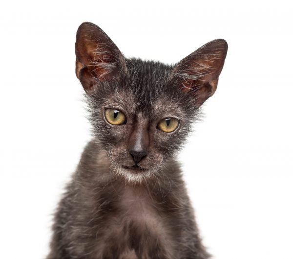 Get to know the Lykoi Cat - a.k.a. the Werewolf Cat..