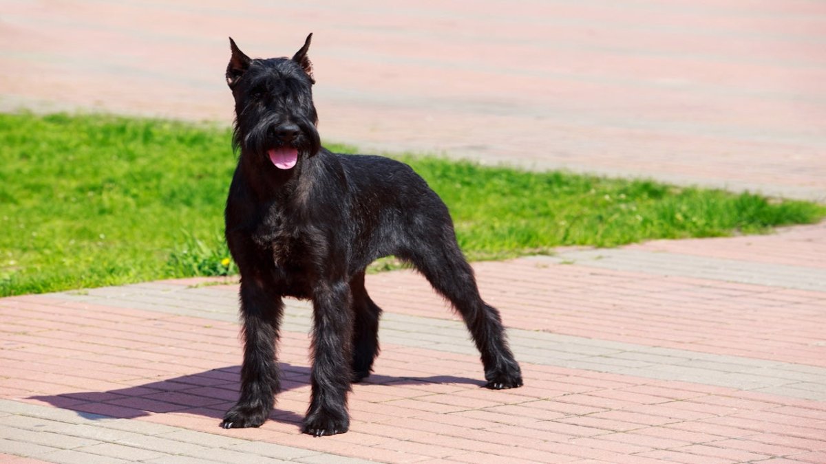giant schnauzer